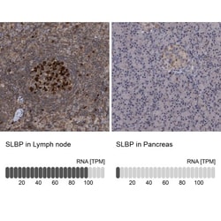 SLBP Antibody, Novus Biologicals 0.1mL; Unlabeled:Antibodies, Polyclonal